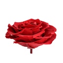 Preserved Flower FLW-388-A