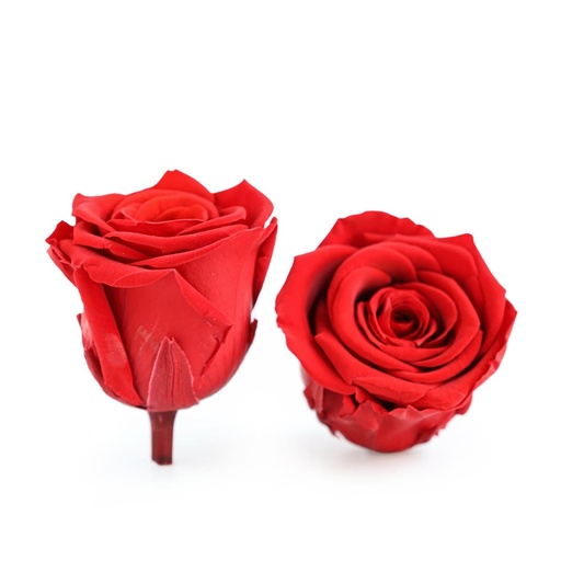 [FLW-389-A] Preserved Flower FLW-389-A