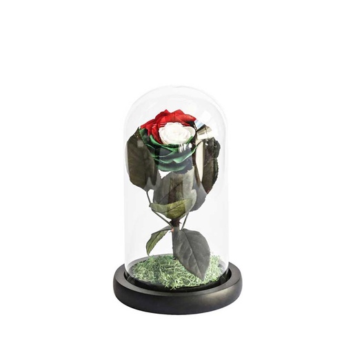 [UAE-33] Preserved Flower UAE-33