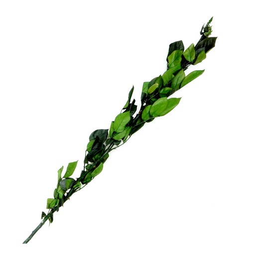 [FLW-317] Preserve Green Stem FLW-317